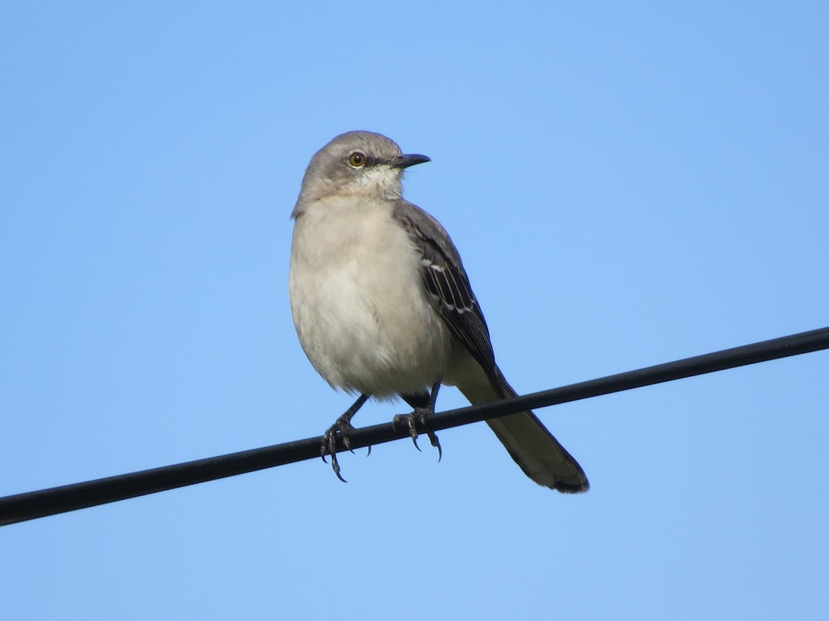 Northern Mockingbird - ML125733641