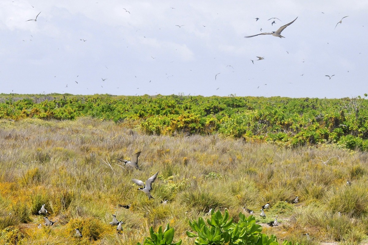 Sooty Tern - ML125733911