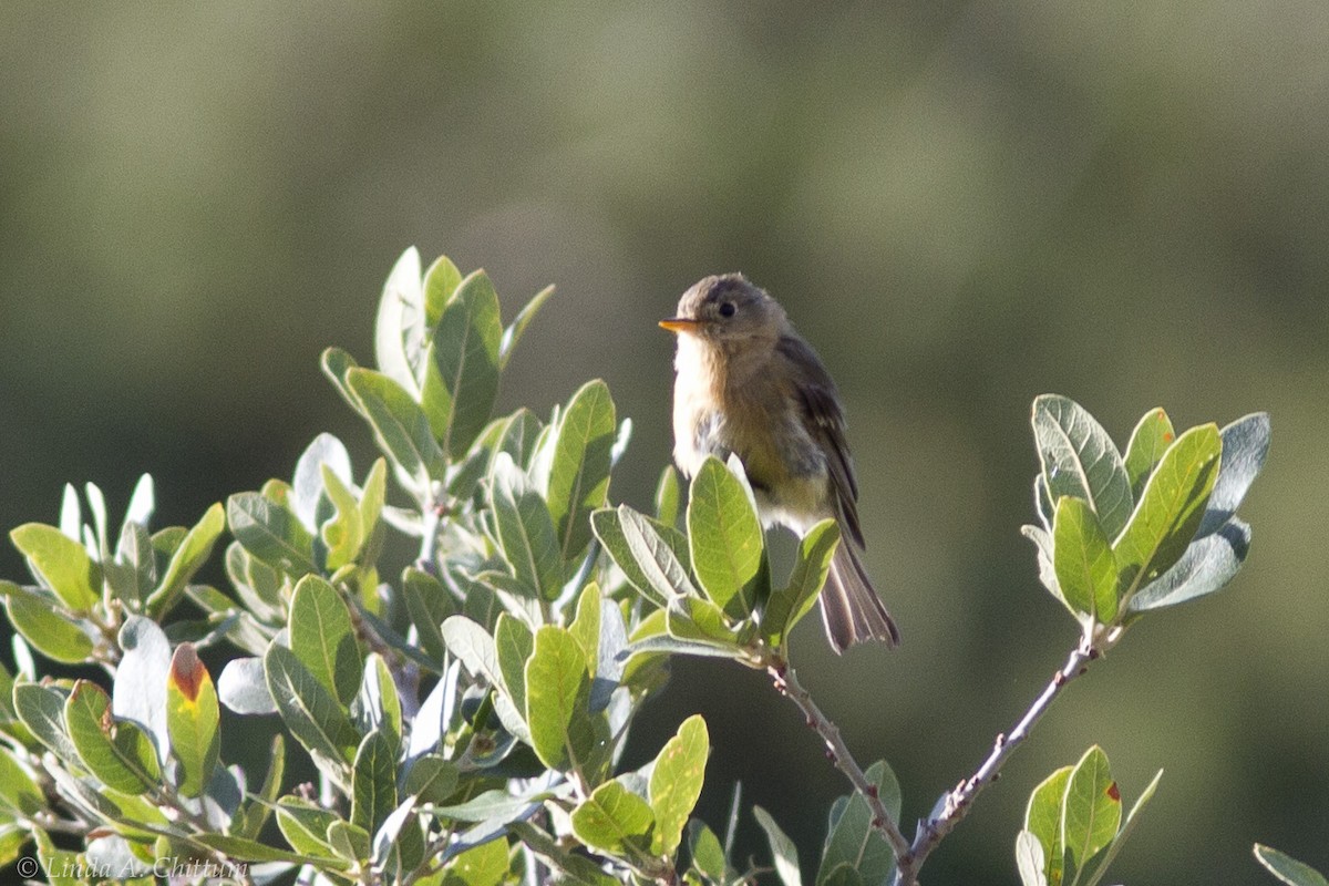 Buff-breasted Flycatcher - ML125734341