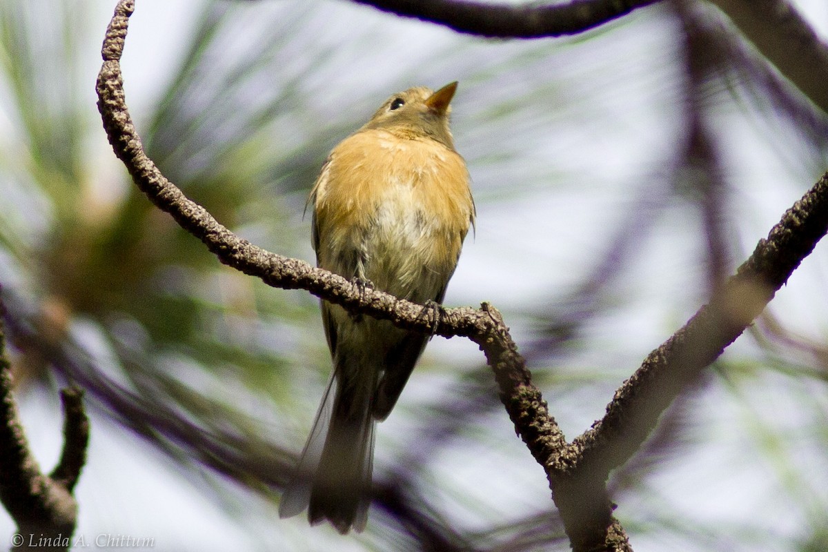 Buff-breasted Flycatcher - ML125734351