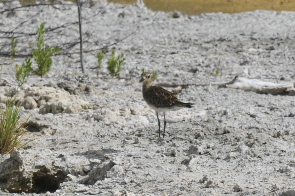 Pacific Golden-Plover - ML125735381