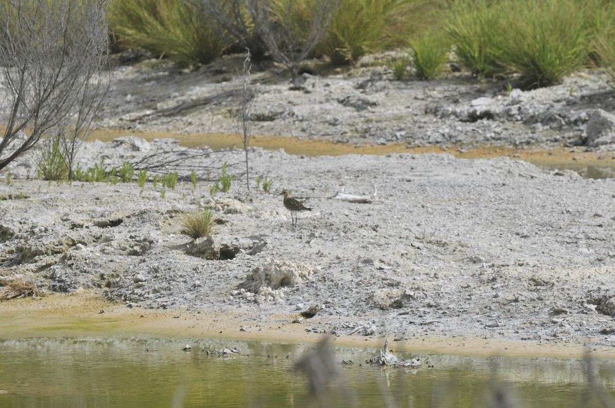 Pacific Golden-Plover - ML125735411