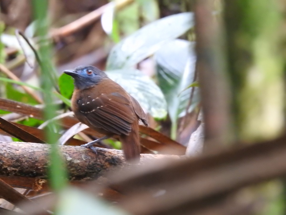 Chestnut-backed Antbird - ML125736941