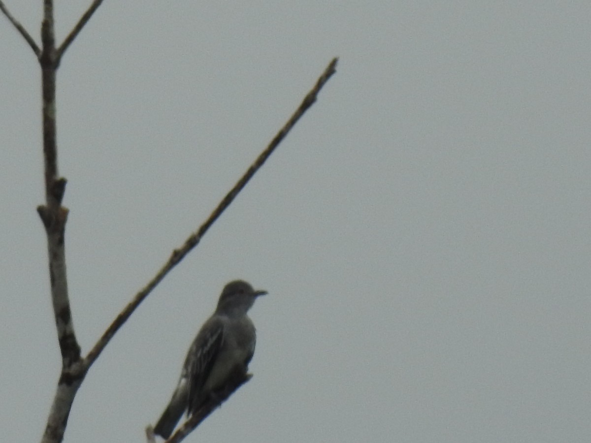 Black-tipped Cotinga - ML125737811