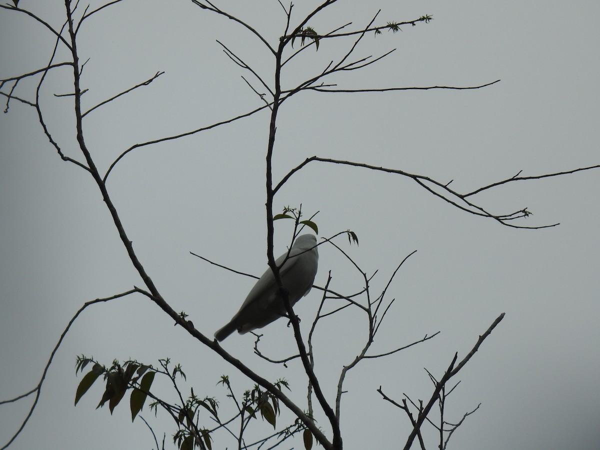 Black-tipped Cotinga - ML125737841