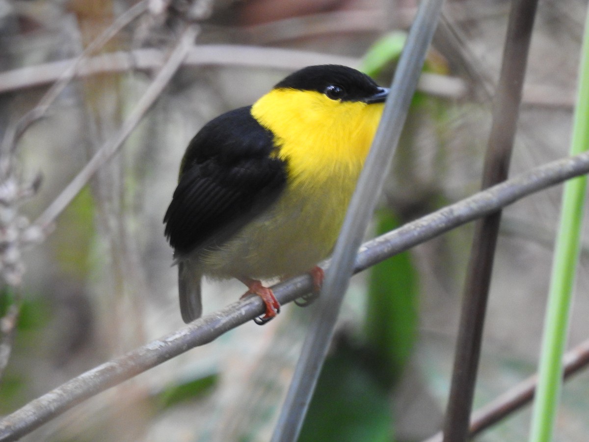 Golden-collared Manakin - ML125738221