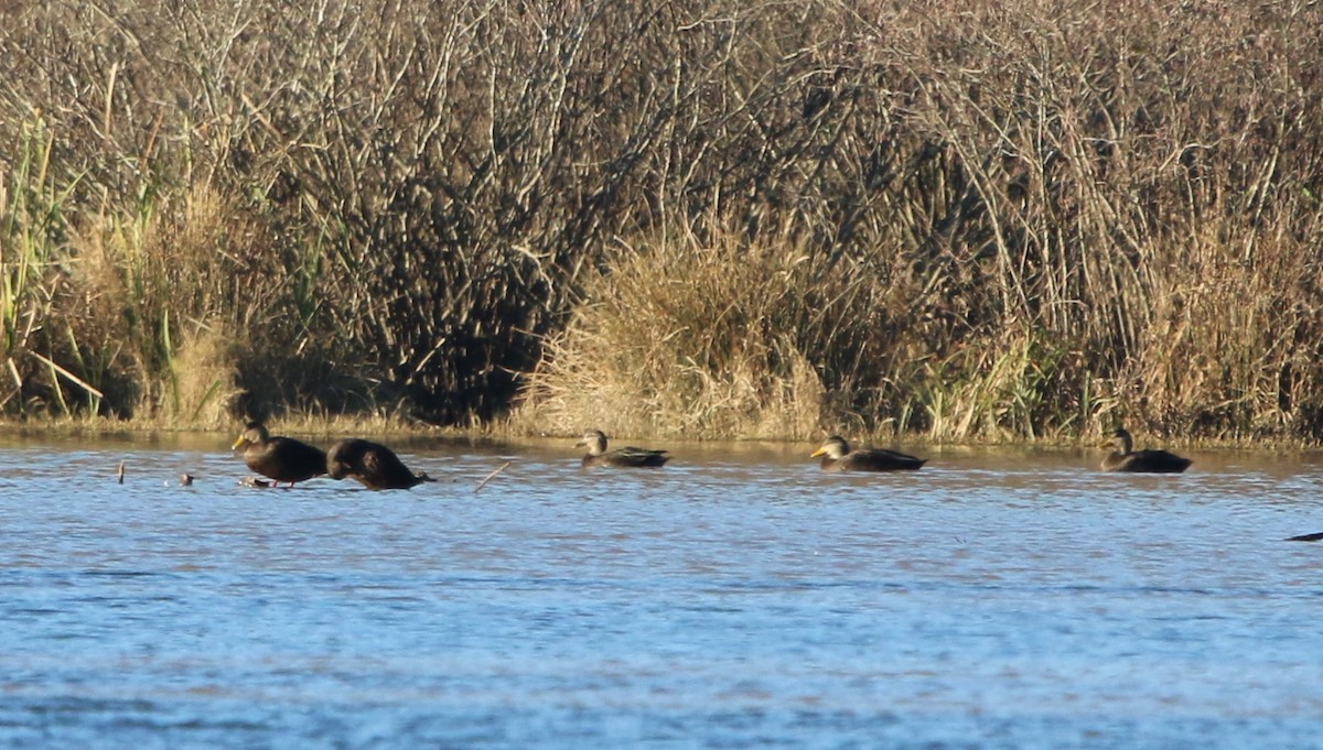 American Black Duck - ML125738871