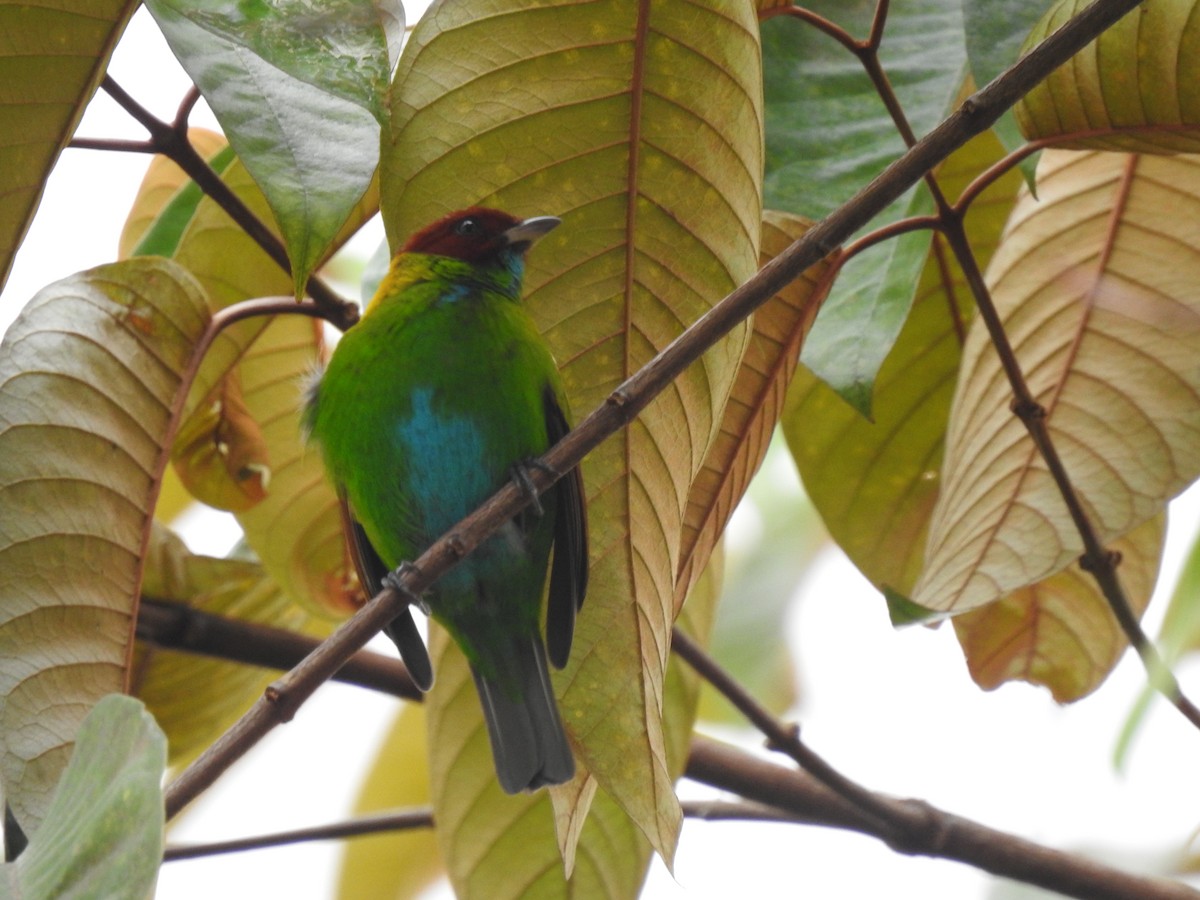 Rufous-winged Tanager - ML125738951