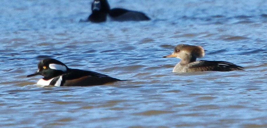 Hooded Merganser - ML125739341