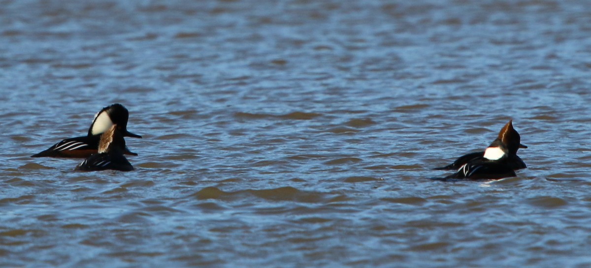 Hooded Merganser - ML125739421