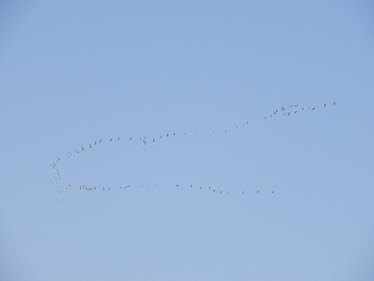 American White Pelican - ML125739571