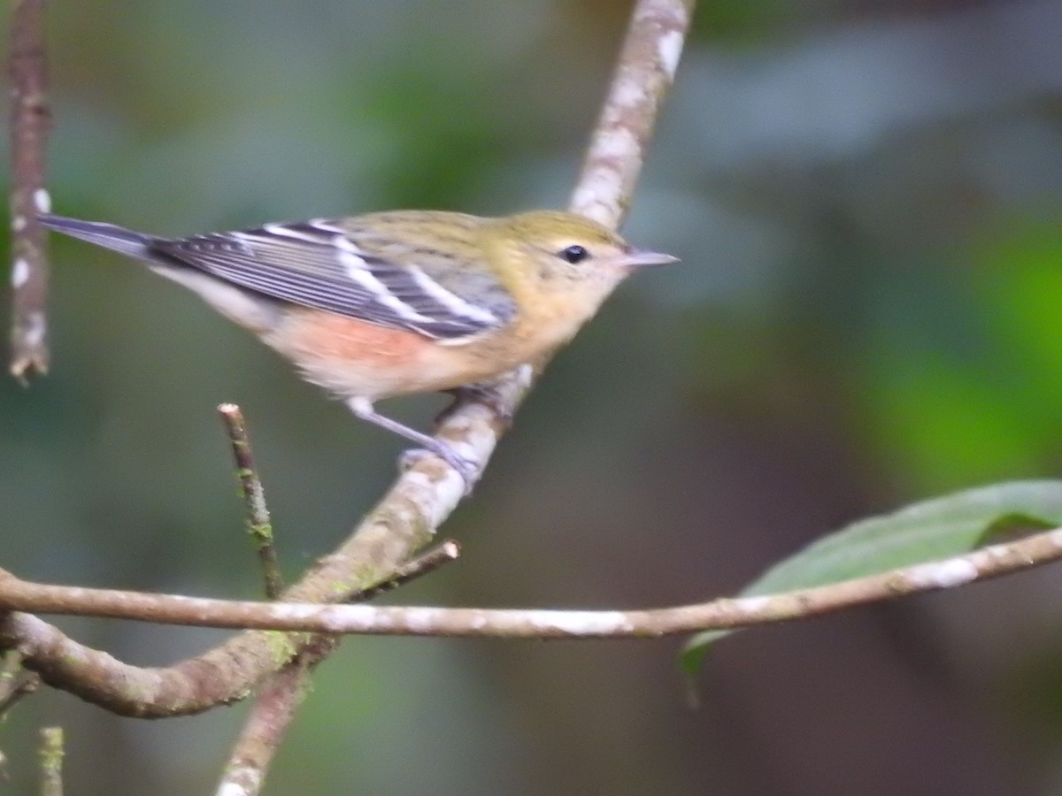 Bay-breasted Warbler - ML125739601