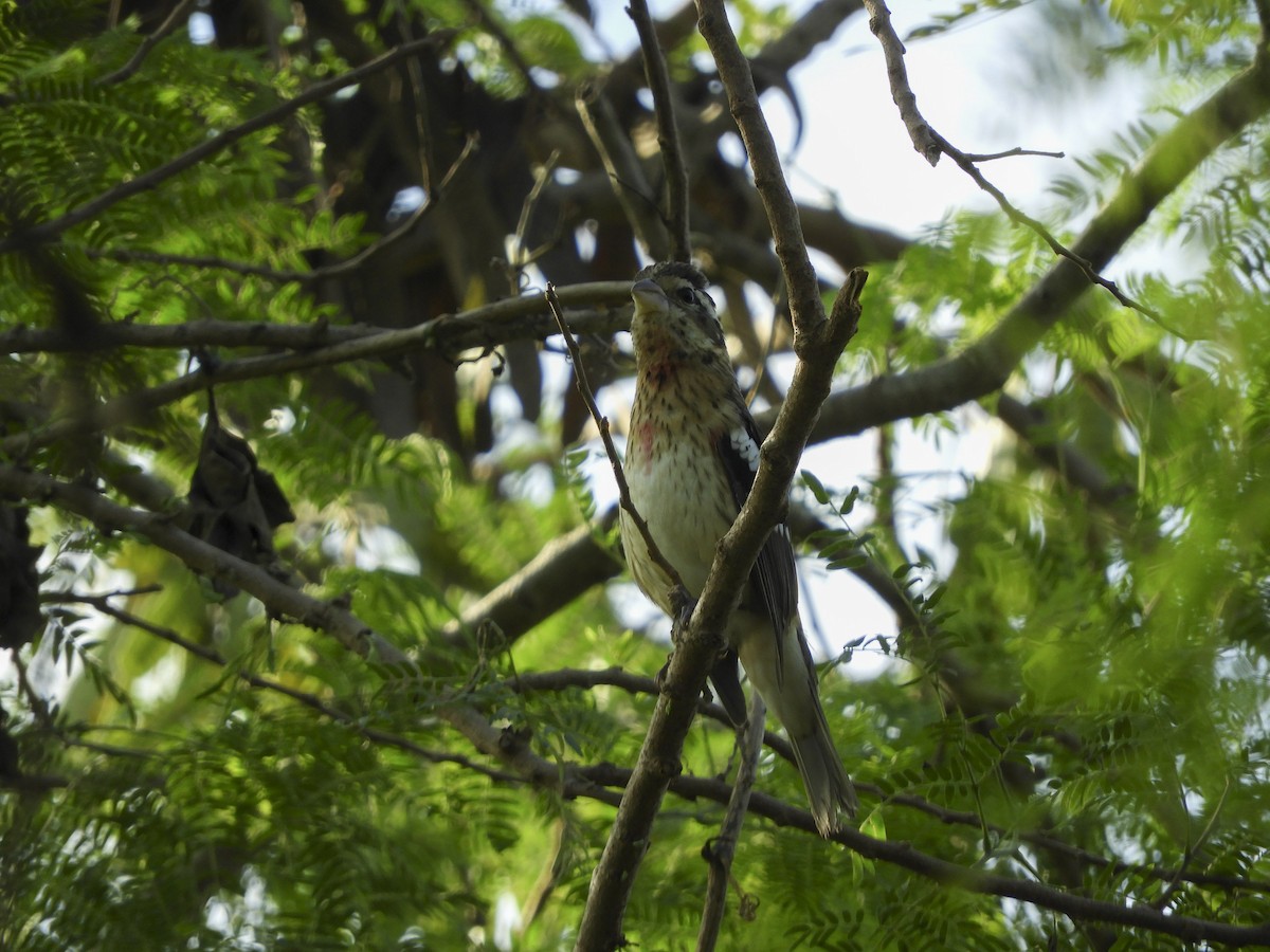 Rose-breasted Grosbeak - ML125739661