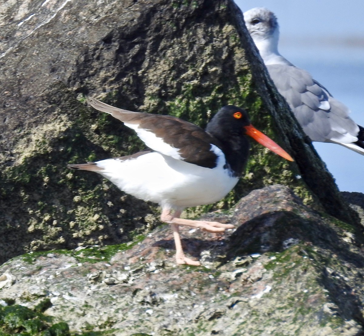 Itsas mika amerikarra - ML125739801