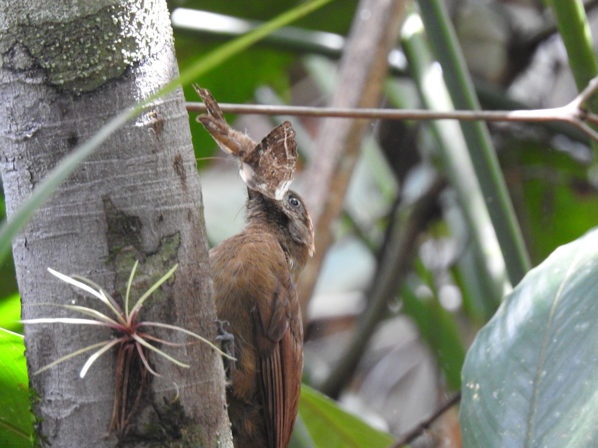 Plain-brown Woodcreeper - ML125739931