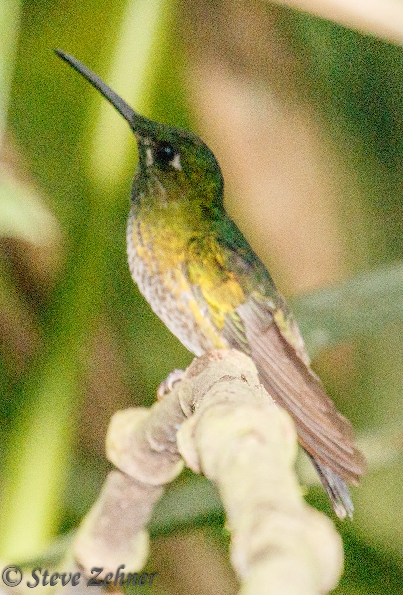kolibřík subtropický - ML125740211