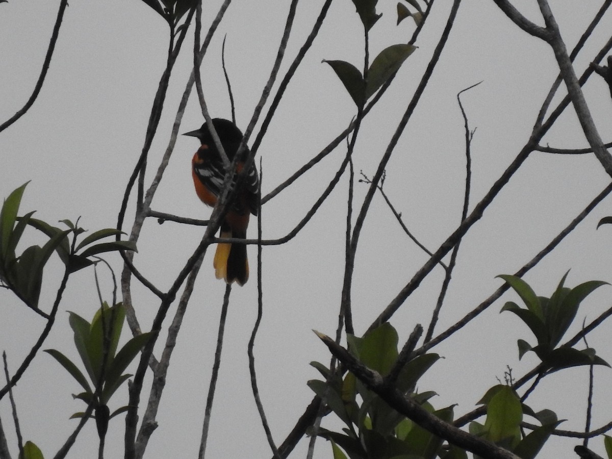 Oriole de Baltimore - ML125740591