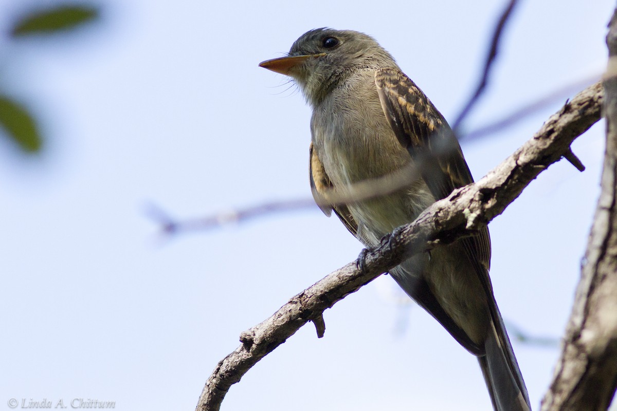 Moucherolle de Coues - ML125740961