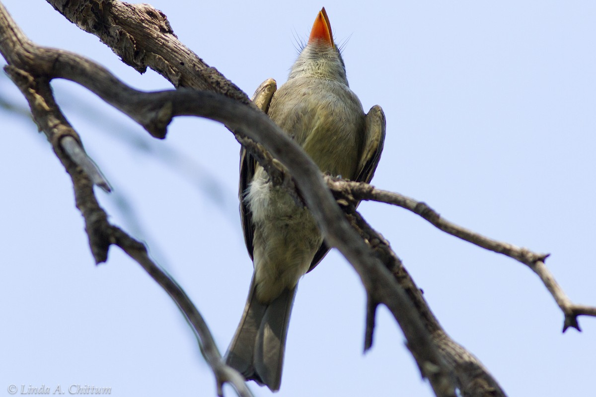 Greater Pewee - Linda Chittum