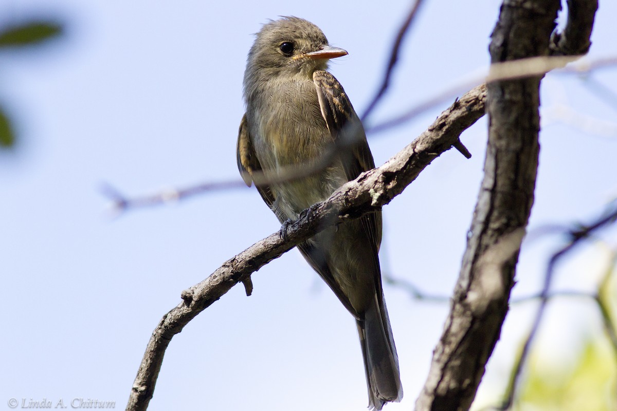 Moucherolle de Coues - ML125740981