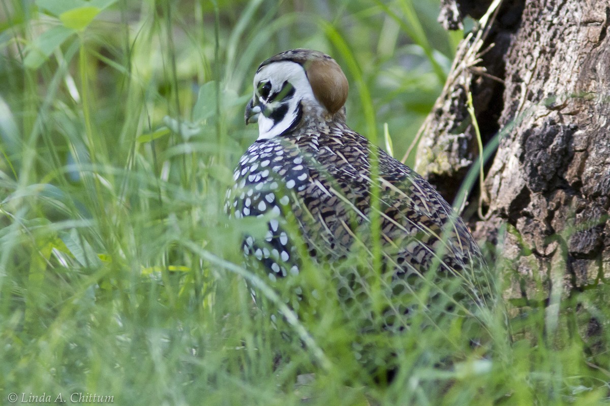 Montezuma Quail - Linda Chittum