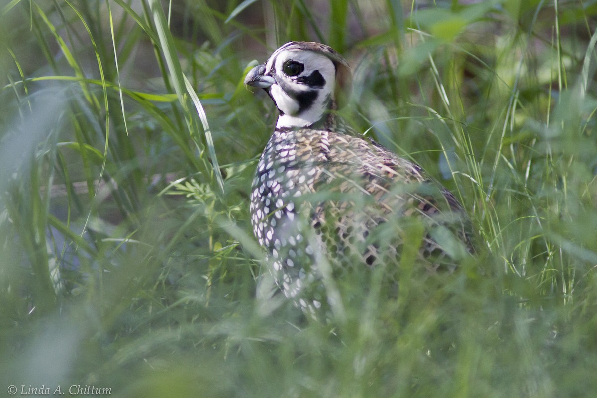 Montezuma Quail - ML125741151