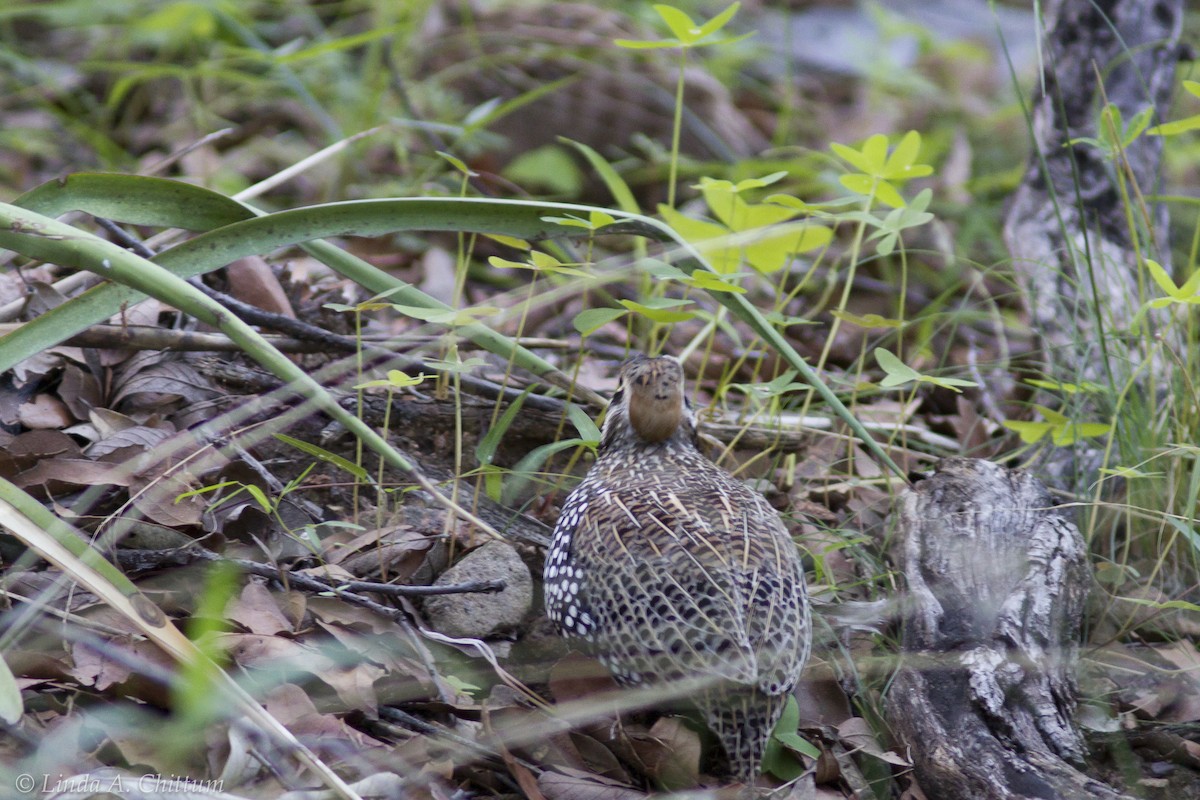 Montezuma Quail - Linda Chittum