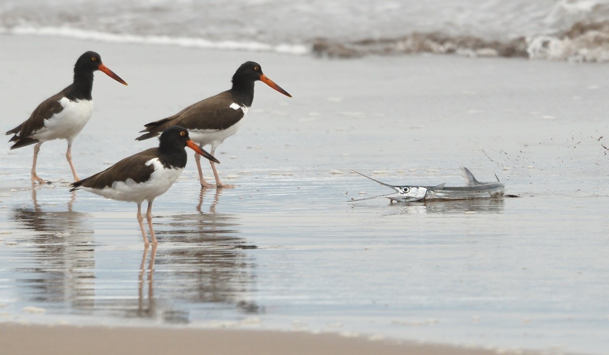 American Oystercatcher - ML125741431