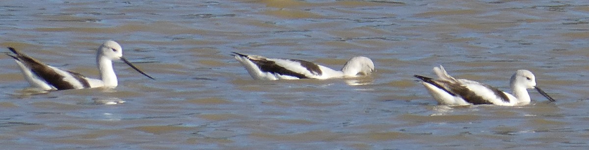 American Avocet - Jeanne Lizik