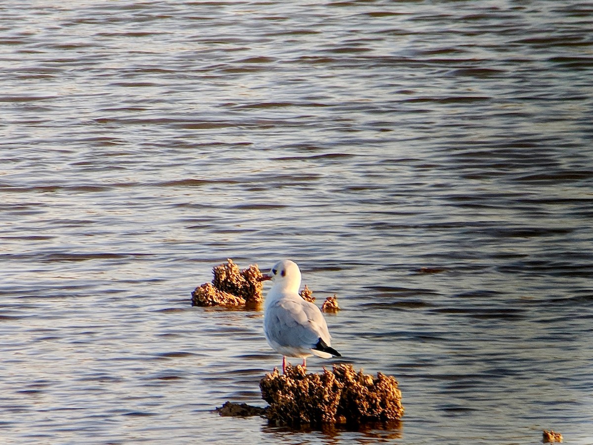 Mouette rieuse - ML125746331