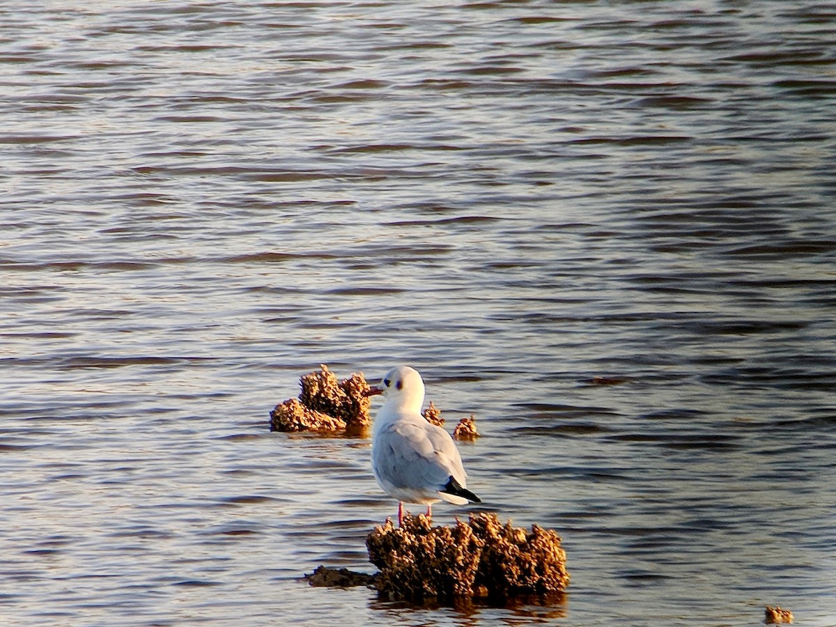 Black-headed Gull - Benoit Renaud