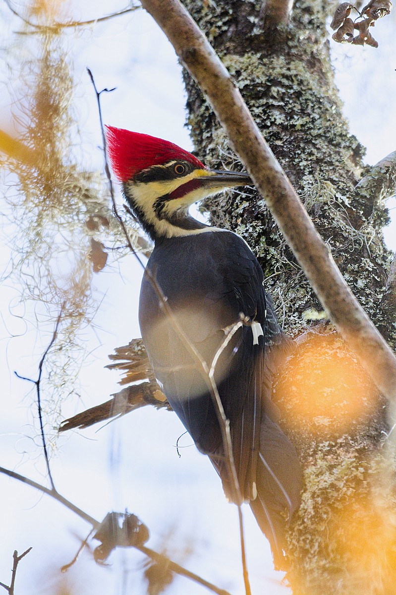 Pileated Woodpecker - ML125747031