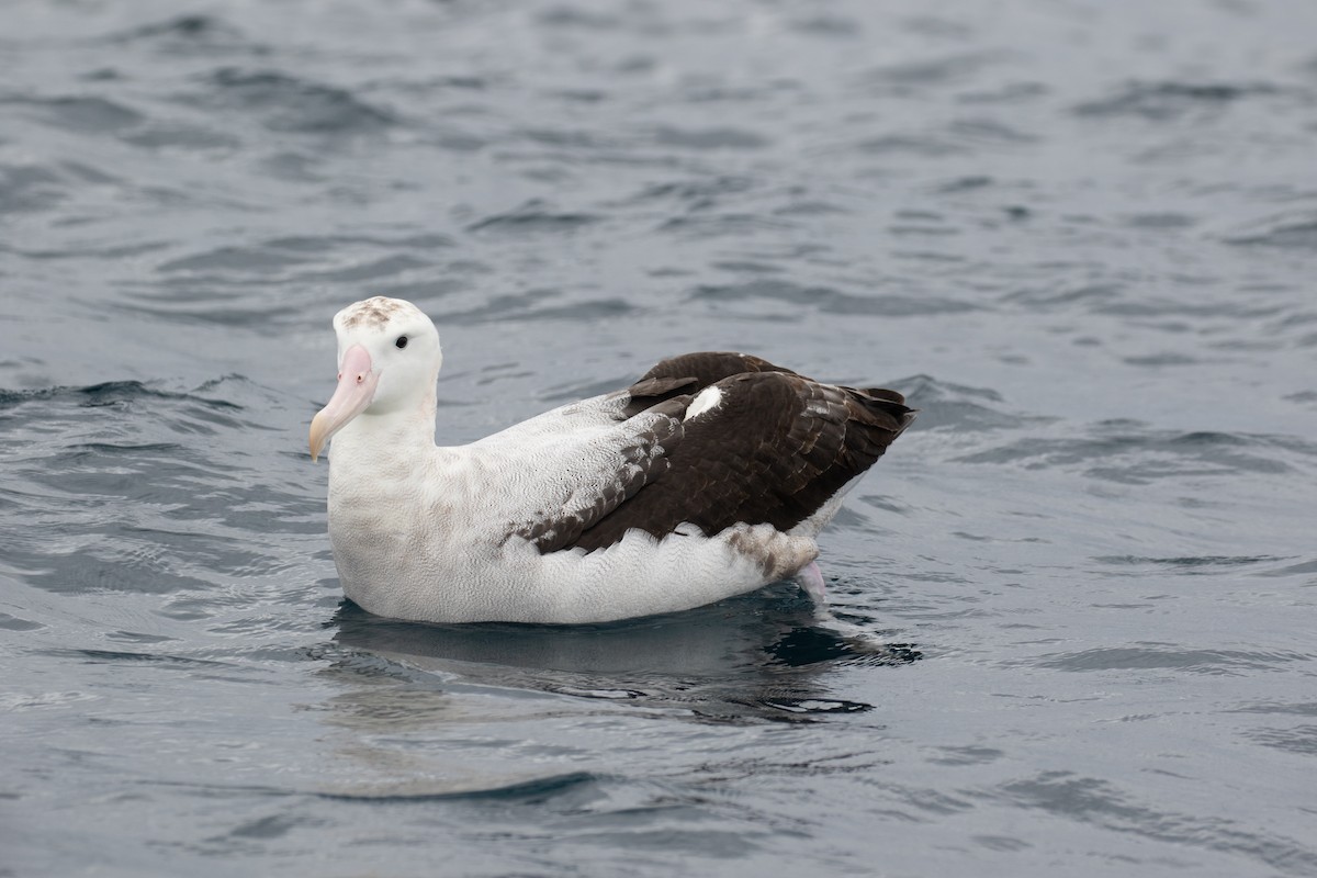Snowy/Tristan/Antipodean Albatross - ML125747441
