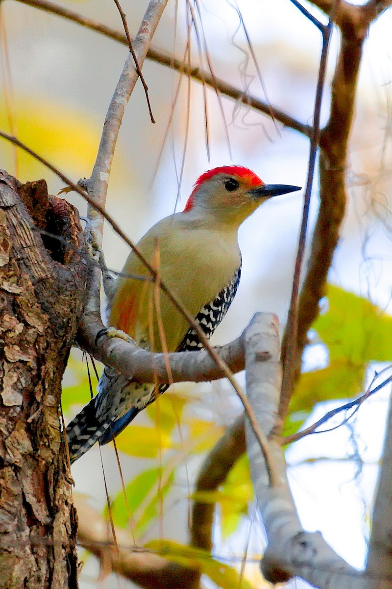 Red-bellied Woodpecker - ML125747581