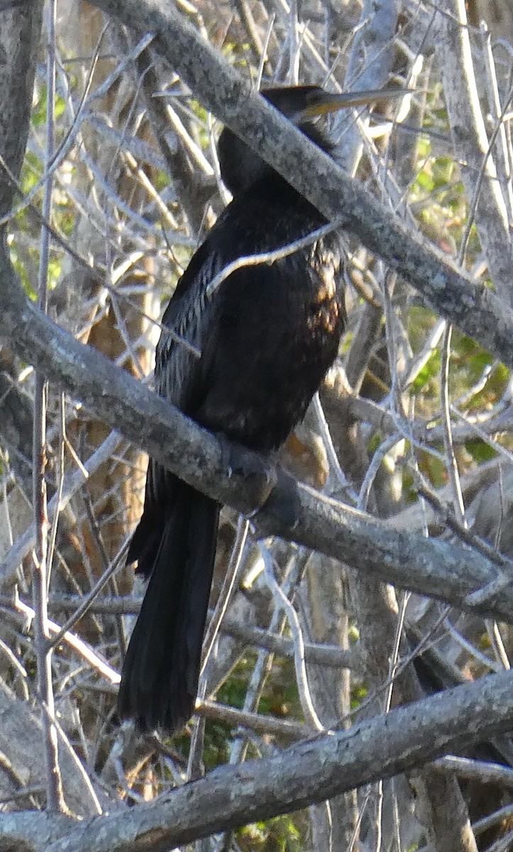 Anhinga - Jeanne Lizik