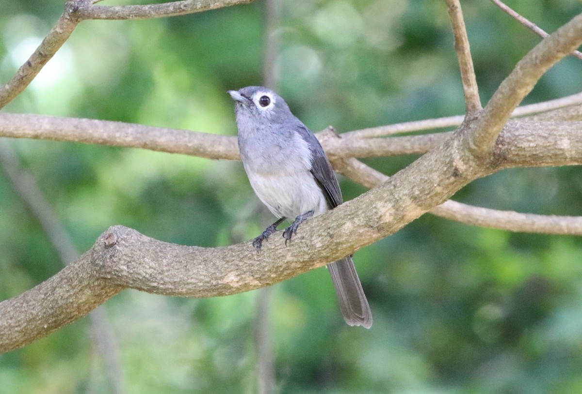 White-eyed Slaty-Flycatcher - ML125748591