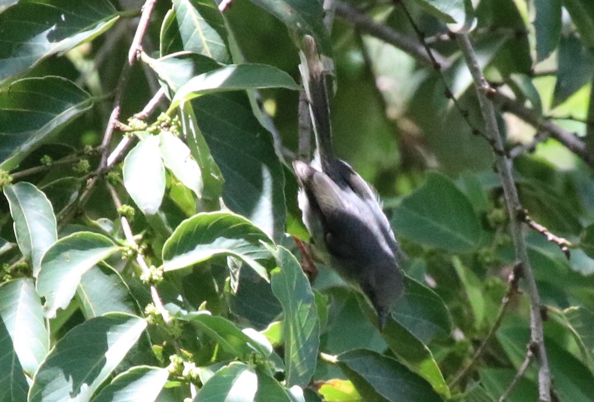 Gray Apalis - Jason Fidorra