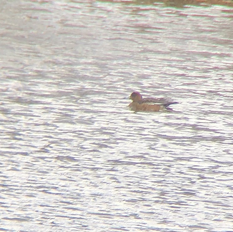 Eurasian Wigeon - ML125749841