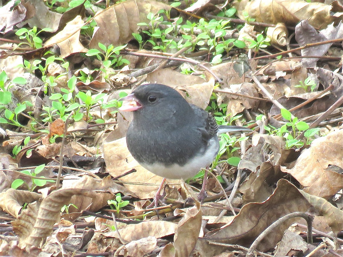 Dark-eyed Junco - Cherrie Sneed