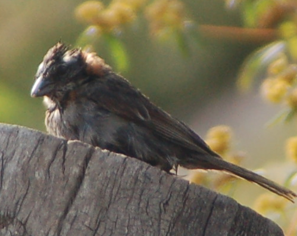 Rufous-collared Sparrow - ML125751931