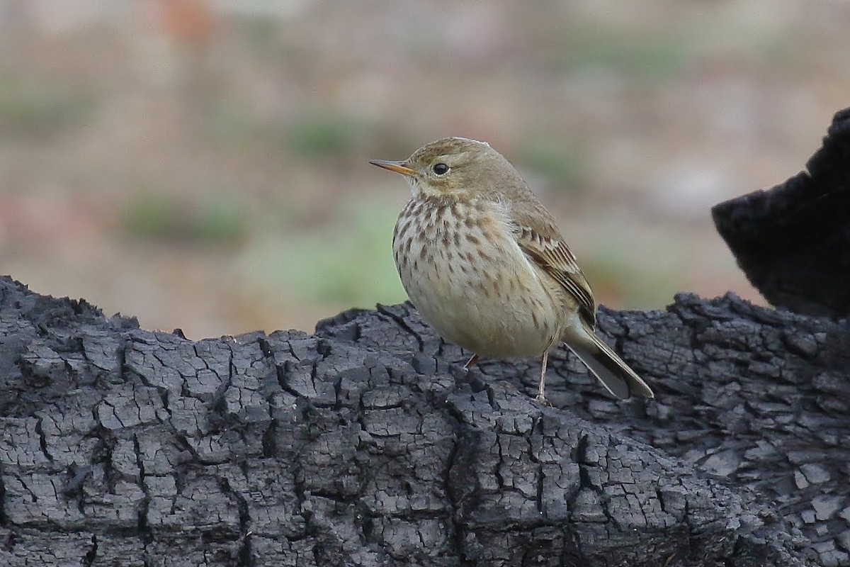 American Pipit - ML125753861