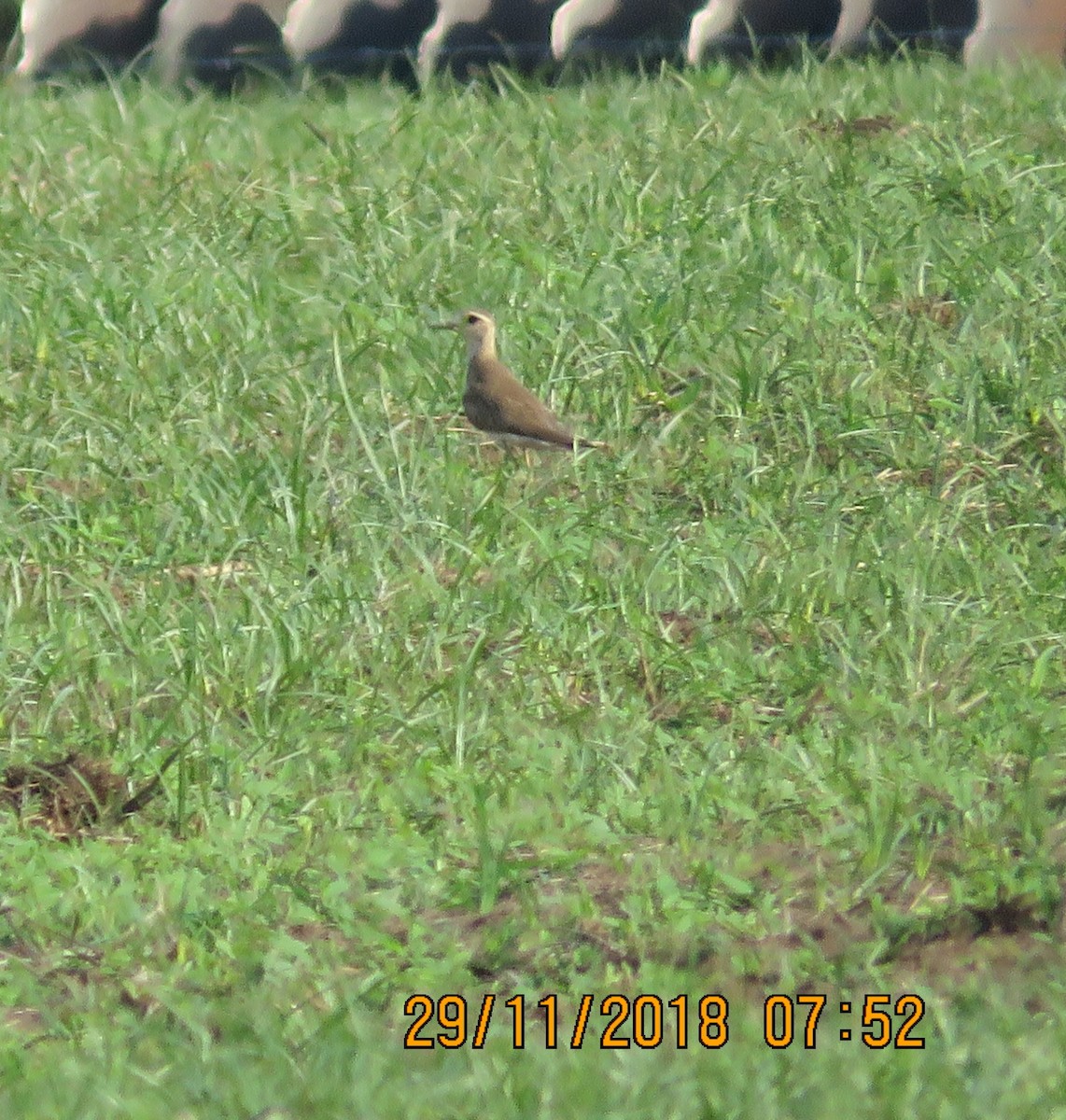 Oriental Plover - ML125754471