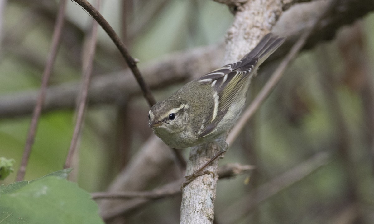 Yellow-browed Warbler - Brian Sullivan