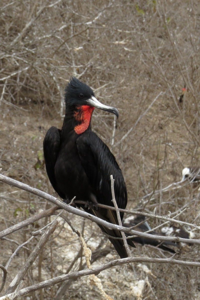 Magnificent Frigatebird - ML125756011