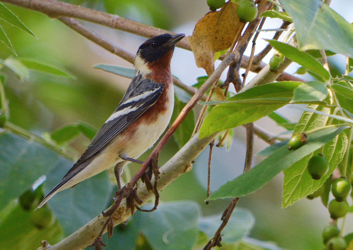 Braunkehl-Waldsänger - ML125756841