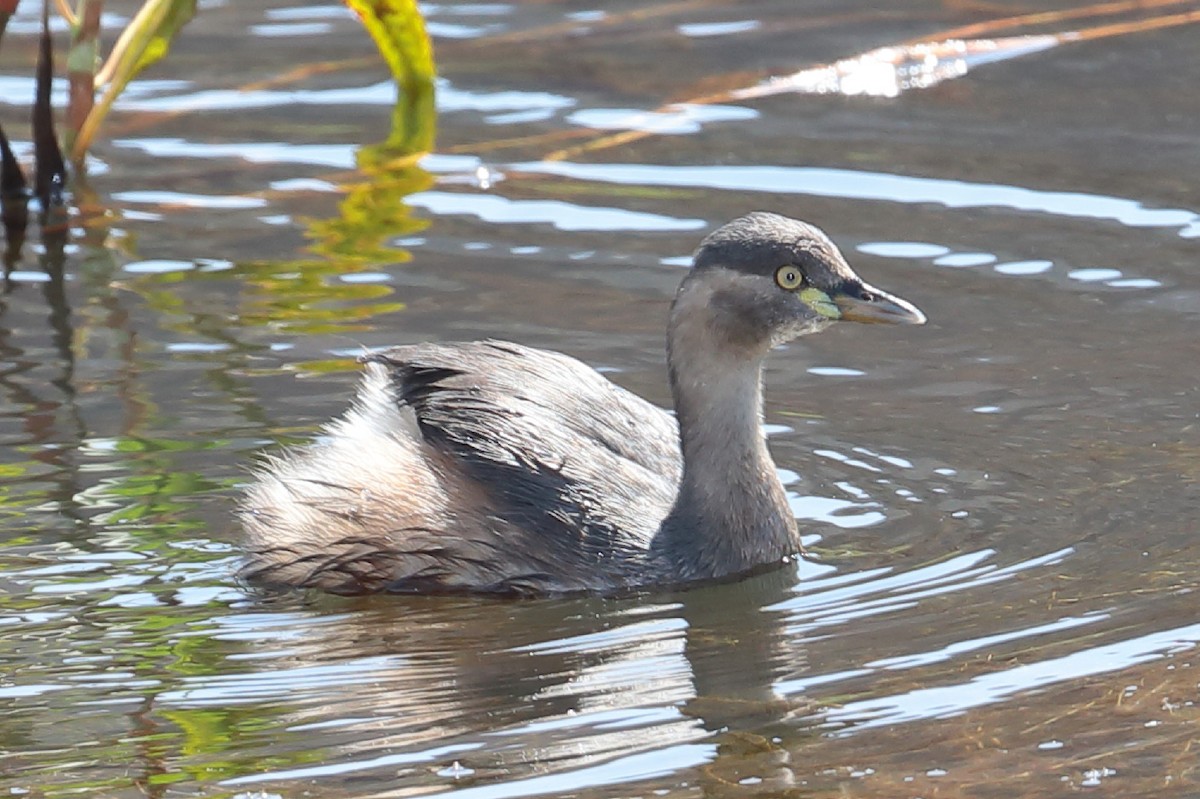 Australasian Grebe - Bert Frenz