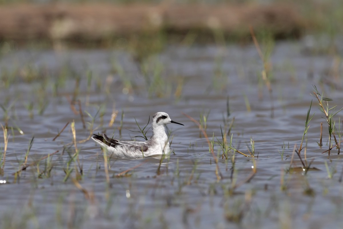 Red-necked Phalarope - Rohan Clarke