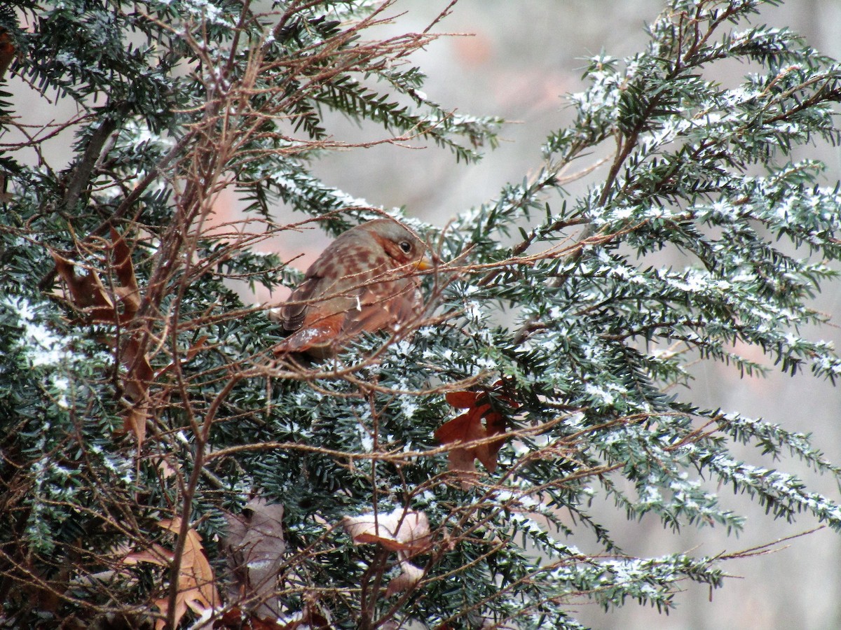 Fox Sparrow - ML125760131