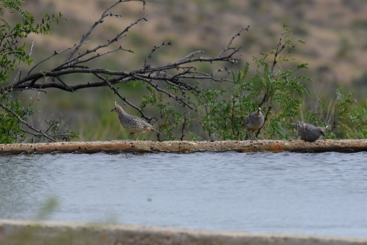 Scaled Quail - ML125761831