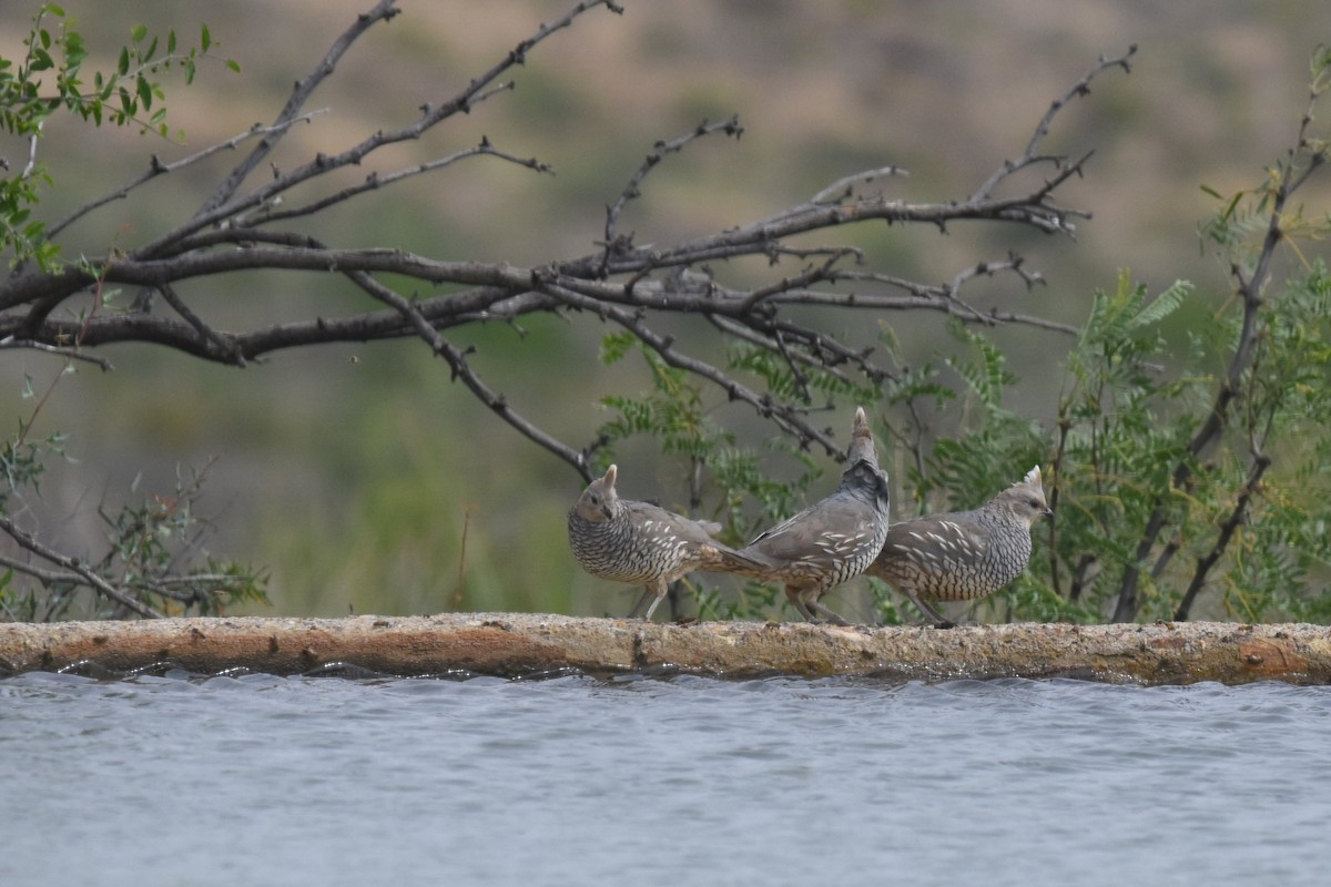 Scaled Quail - ML125761841